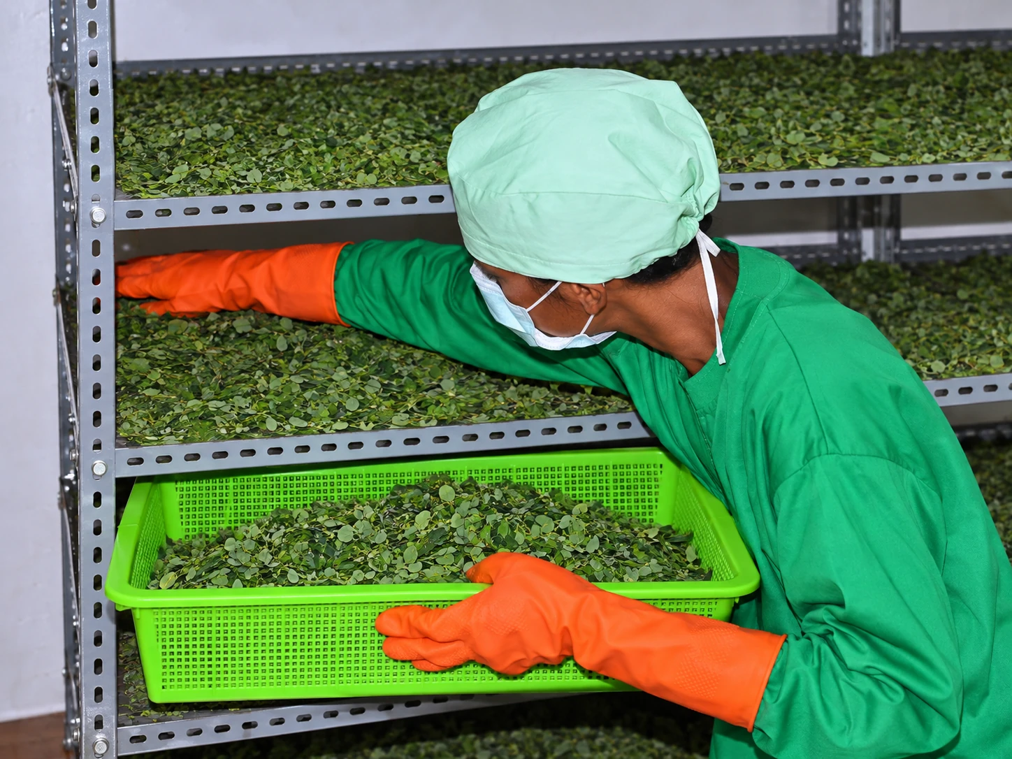 Moringa leaves on drying racks