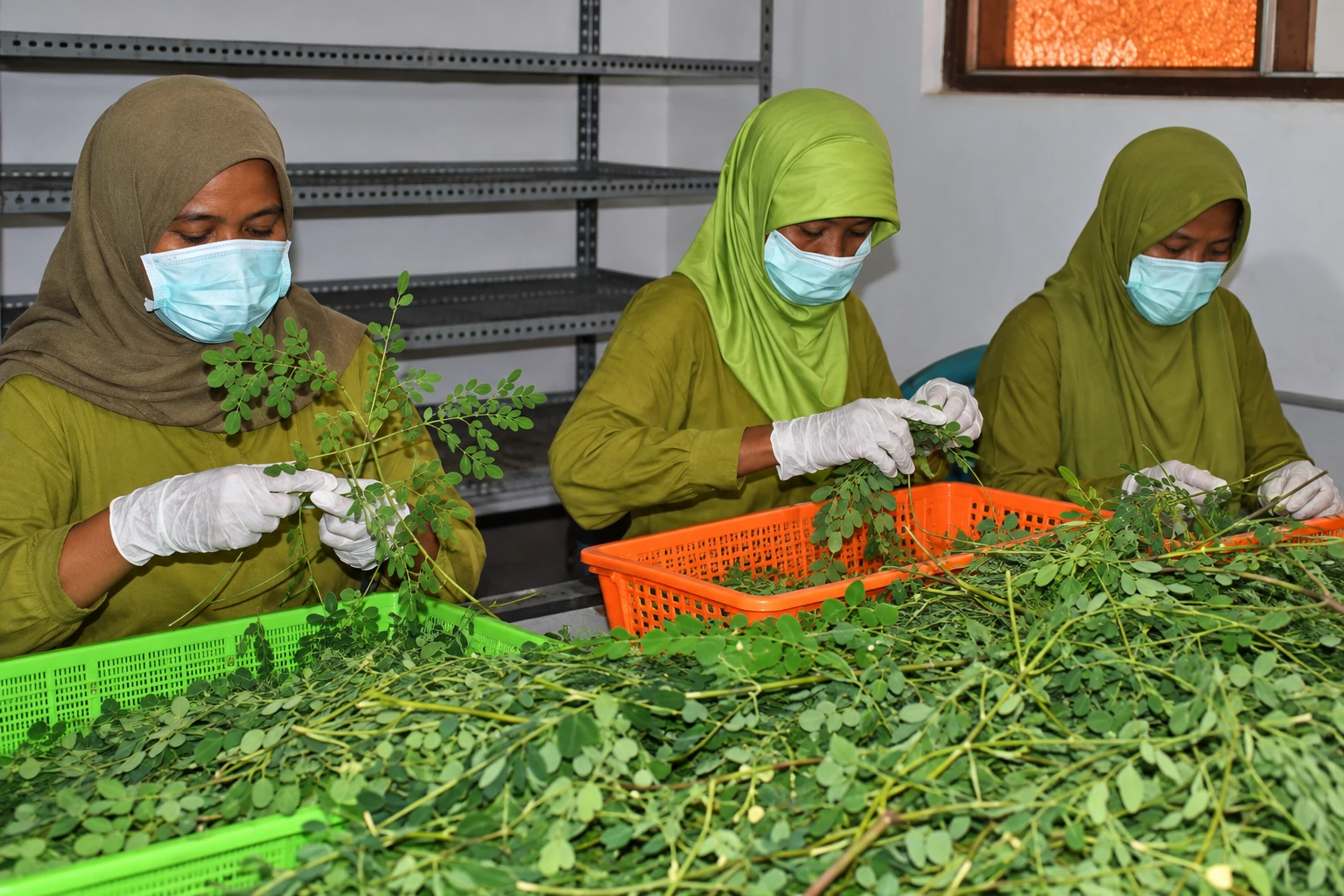 Sorting moringa leaves